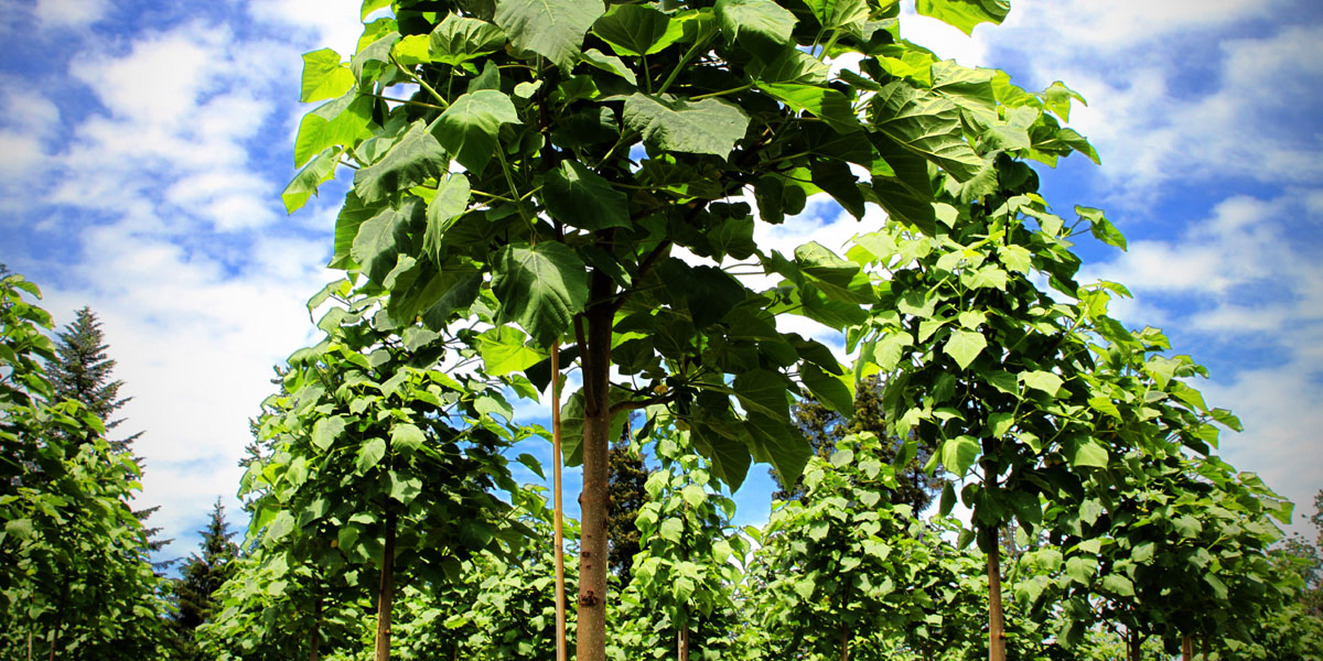 Paulownia Shantong,Selten Hybrid Weltweit Fastest Wachsende Harthols Baum ! 