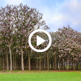 Blühende Paulownia Bäume auf treeme-Plantagen? 